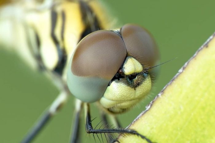 Qué es la biomimética. Ejemplos