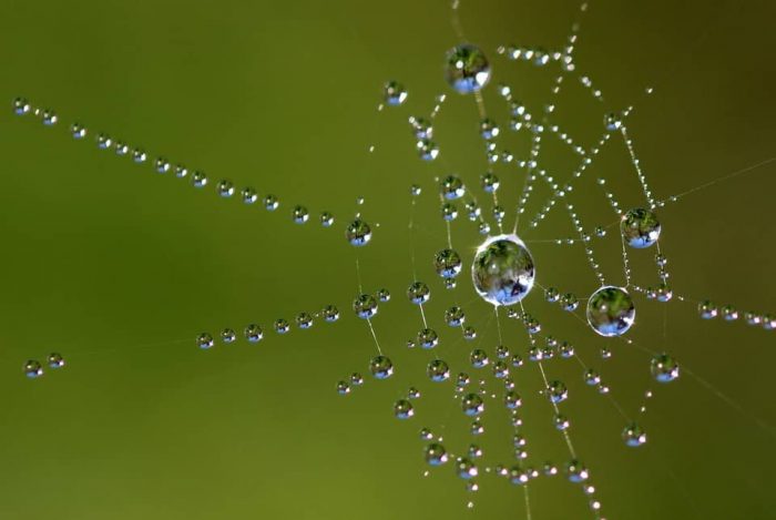 Qué es la biomimética. Ejemplos