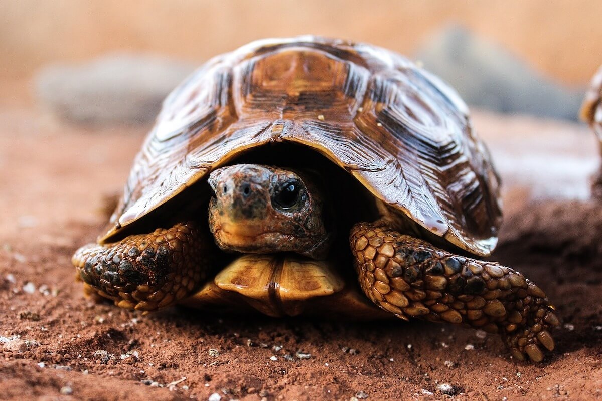 Tortuga florida