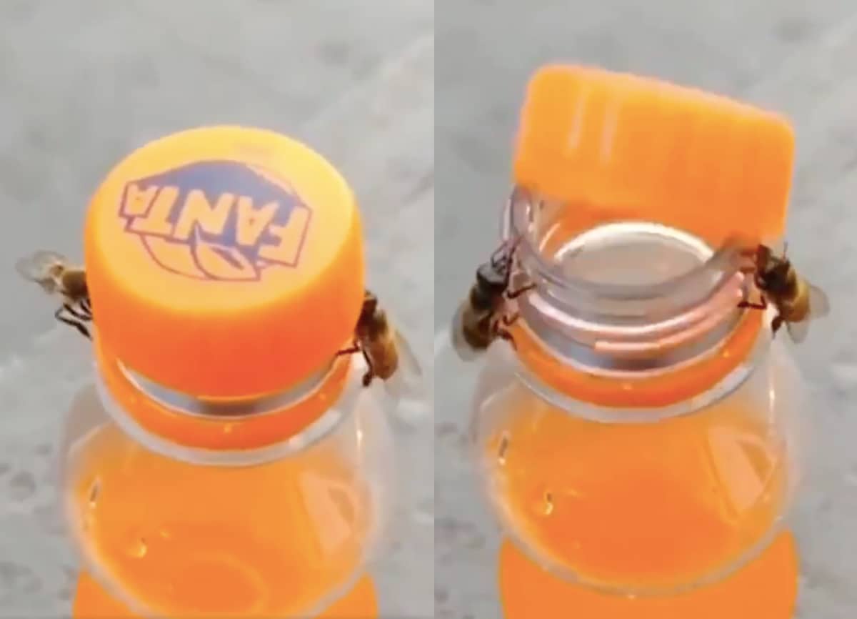 dos abejas abren botella
