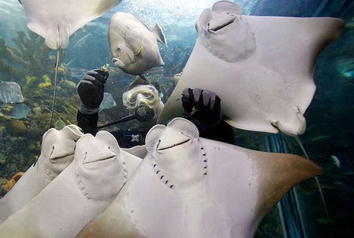 Mantarrayas sonriendo