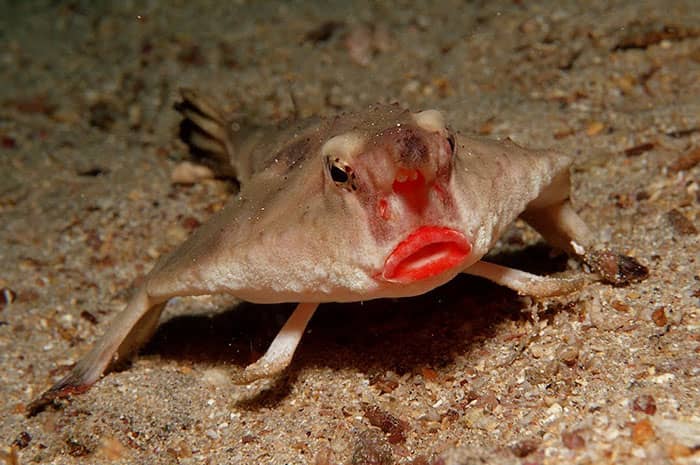 Pez murciélago de labios rojos