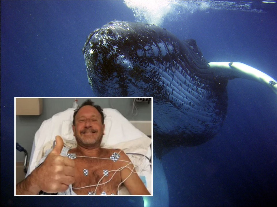 Buzo tragado por ballena y sobrevive