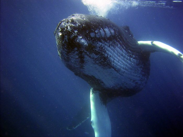 Ballena jorobada en el oceáno