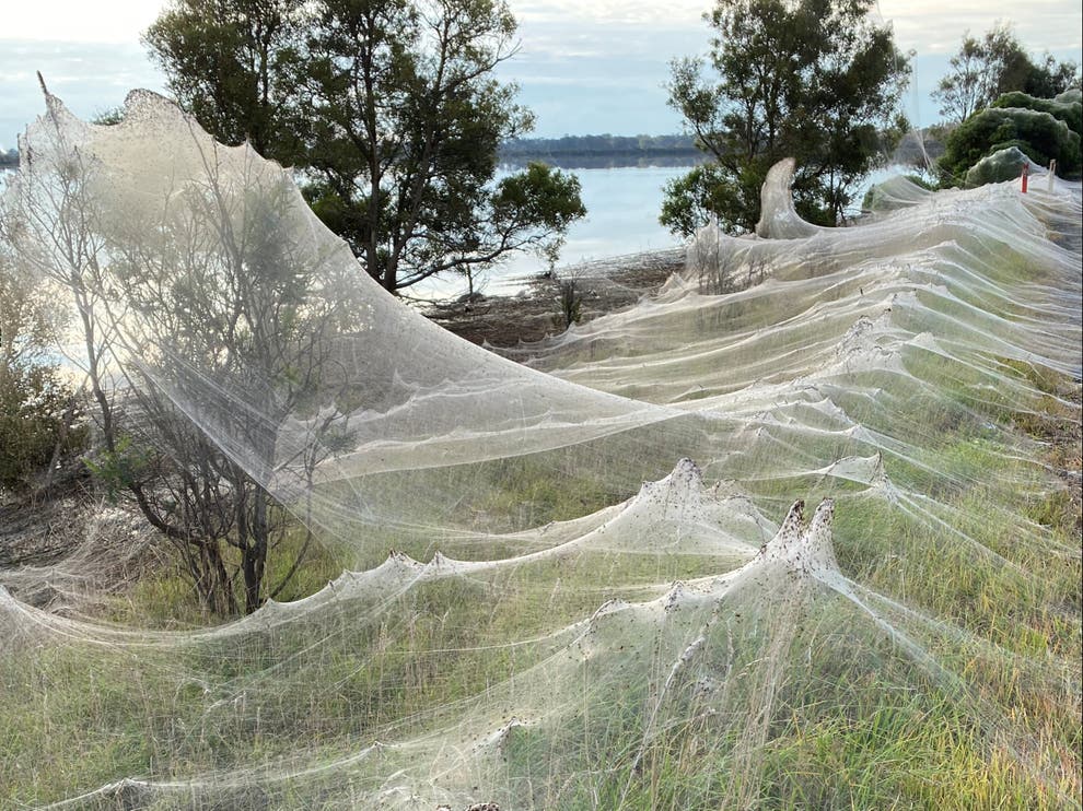 Arañas cubre región con seda