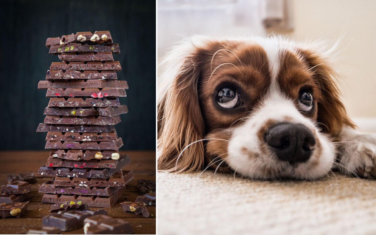 chocolate-perros