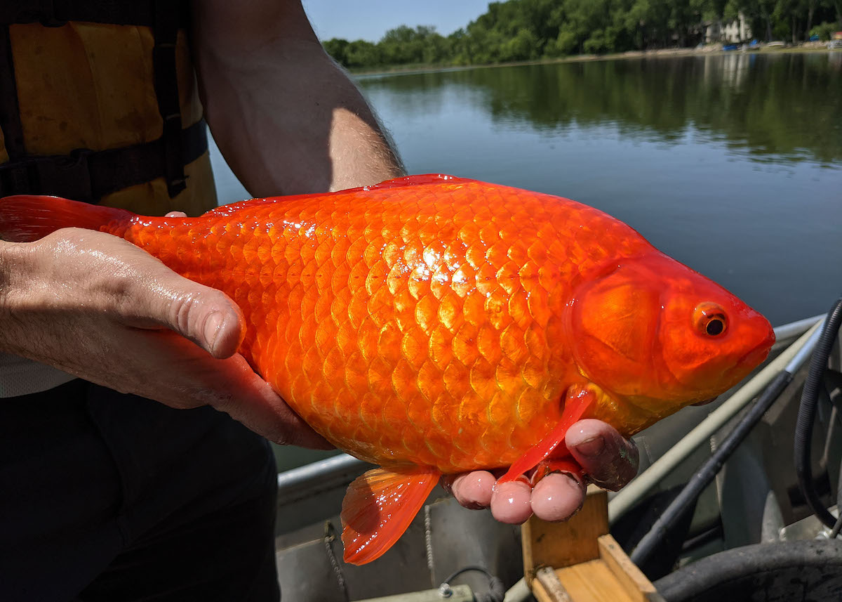 Pez dorado en Minnesota