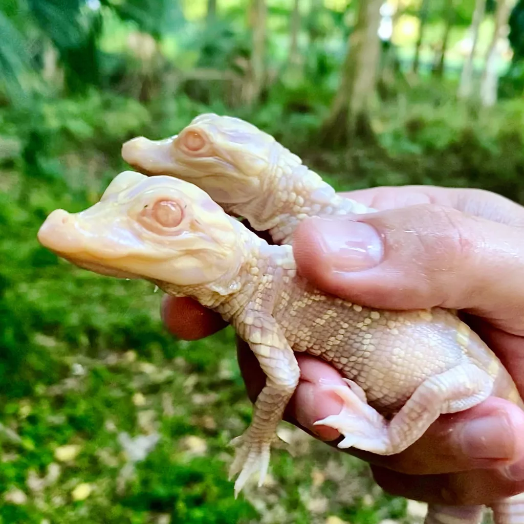 Raros caimanes albinos bebés