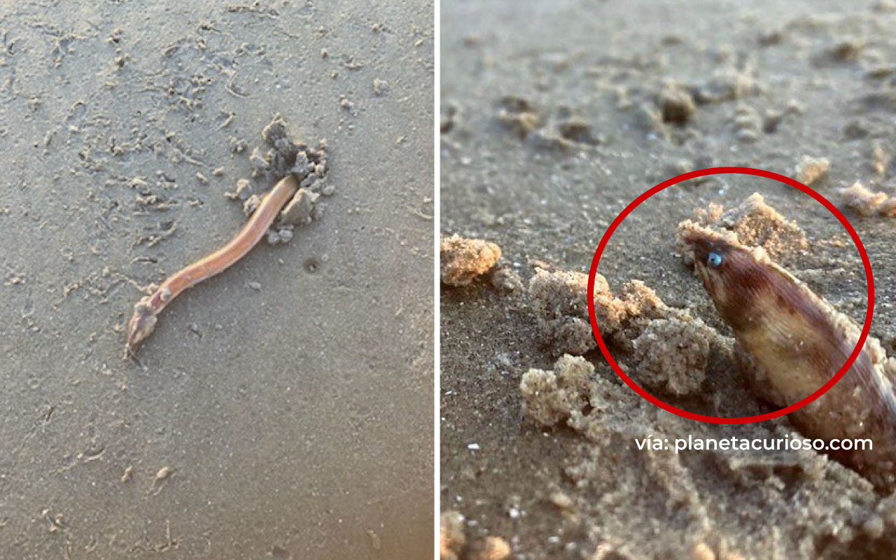 Extrana criatura en playas de Texas