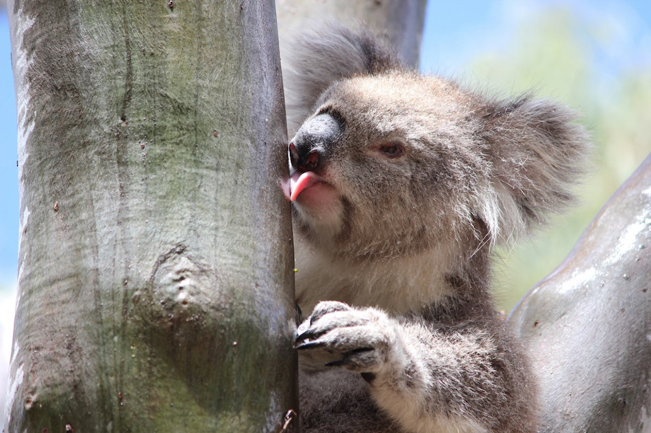 curiosidades de los koalas