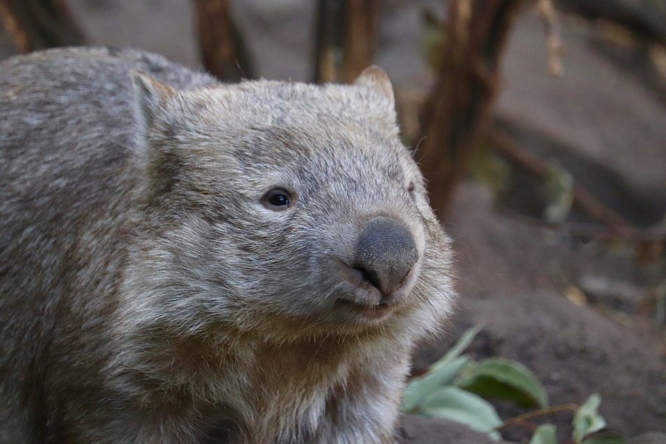 curiosidades de los koalas