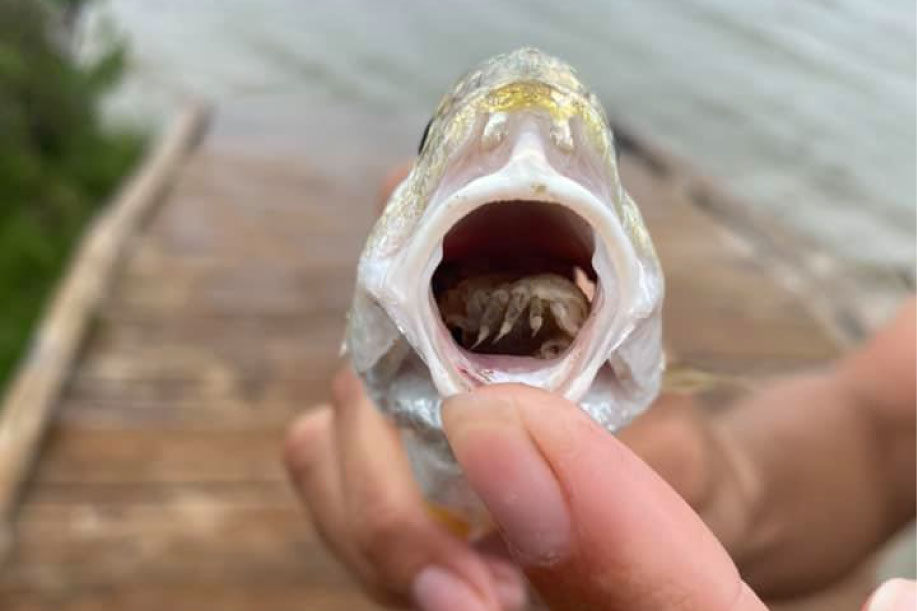 pez parasito come lengua pez