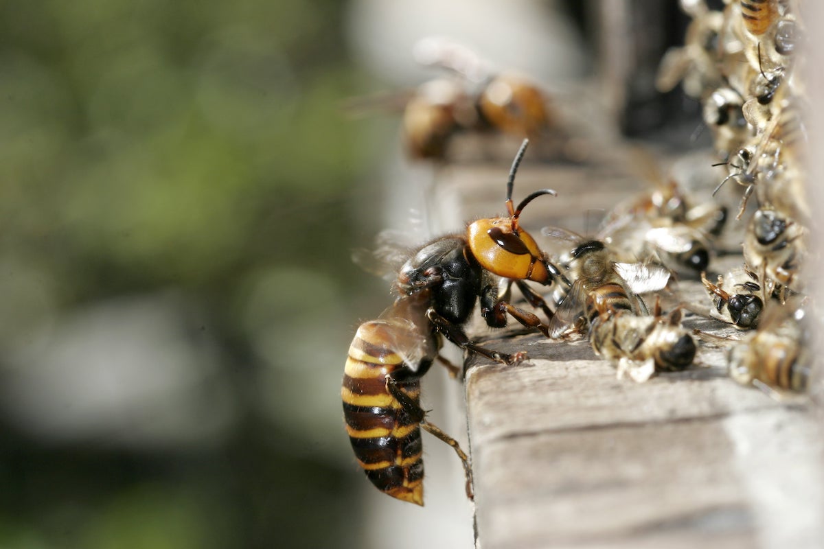 Avispon gigante ataca colmena de abejas