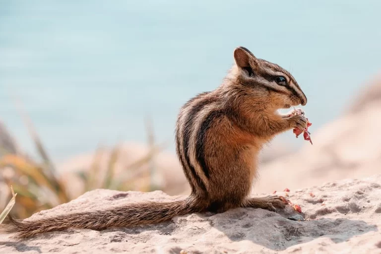 datos curiosos de animales