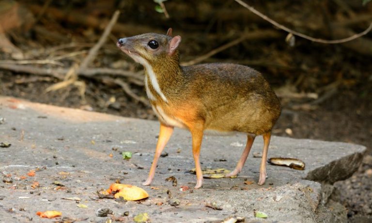 datos curiosos sobre los animales