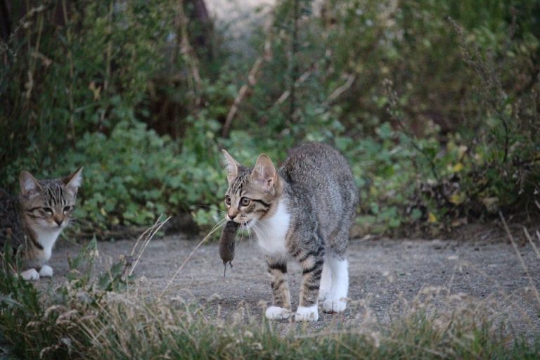 datos curiosos sobre los animales