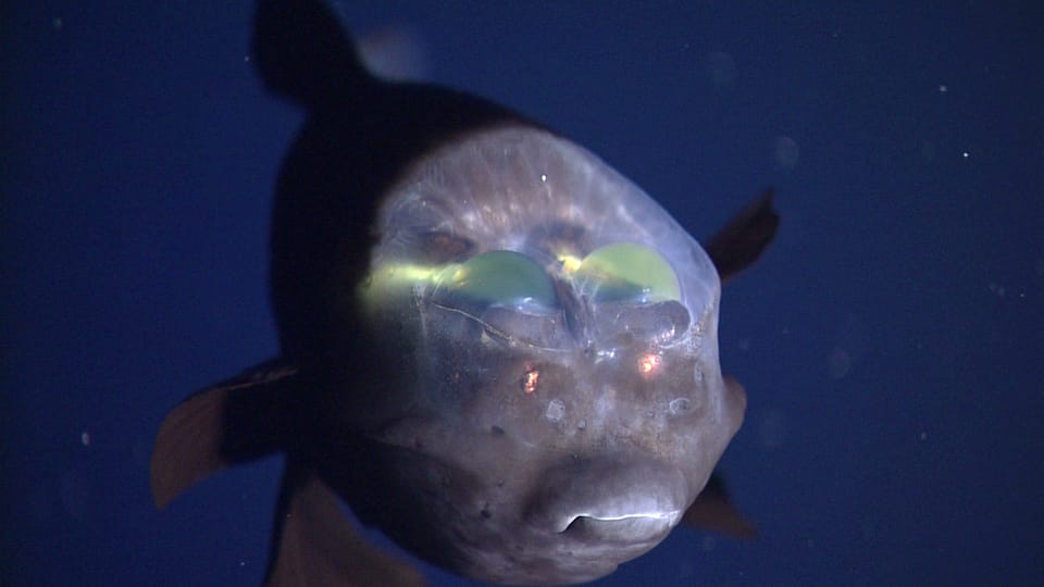 pez raro cabeza transparente