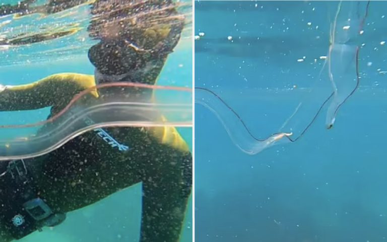 Buceadora halla extraña criatura marina, Sudafrica