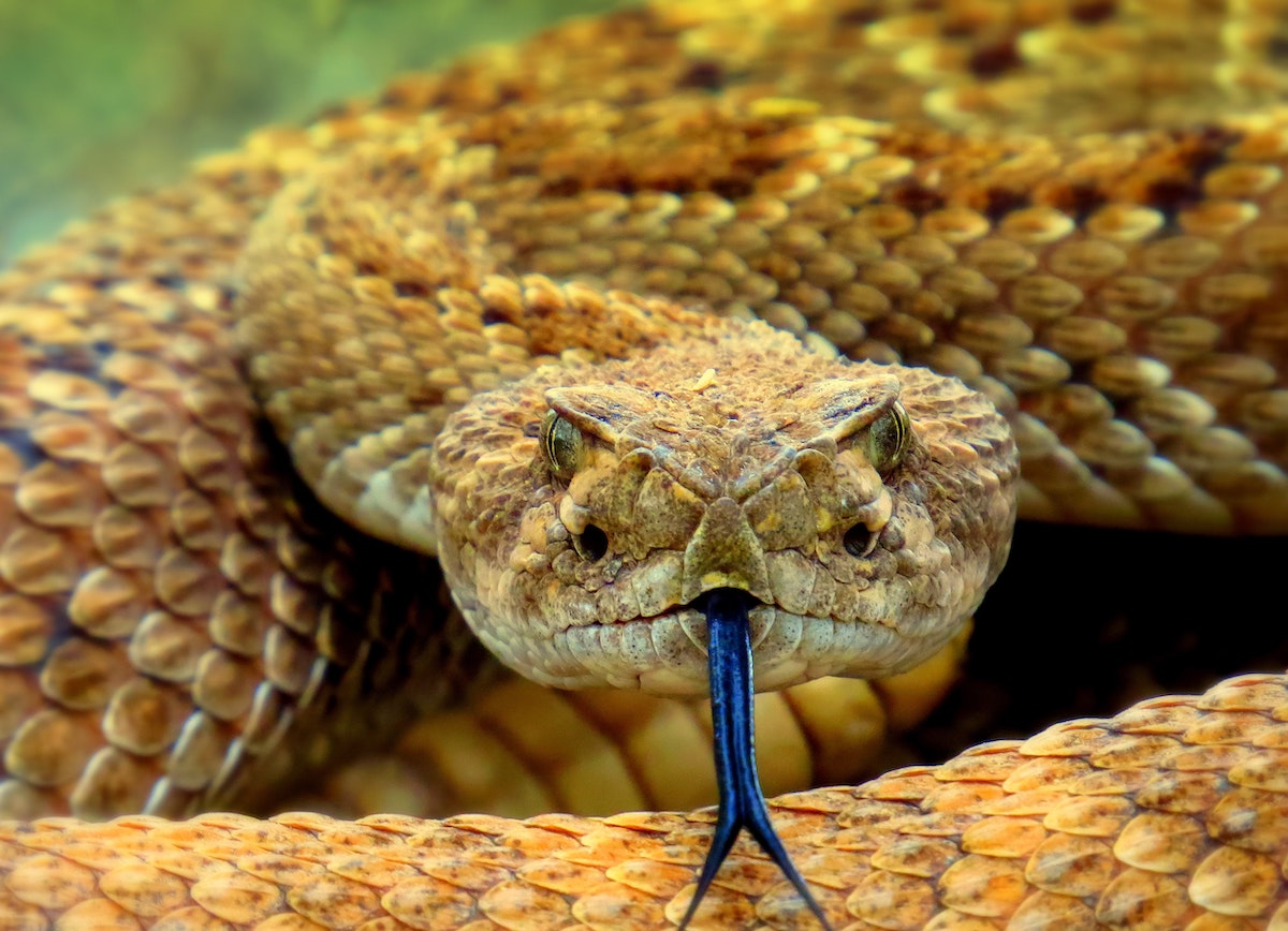 Por qué la lengua de la serpiente está partida