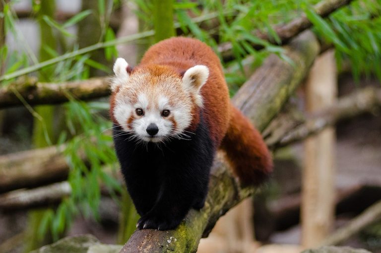 curiosidades sobre los pandas rojos