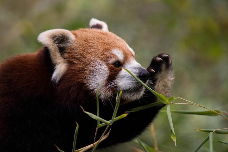 curiosidades sobre los pandas rojos