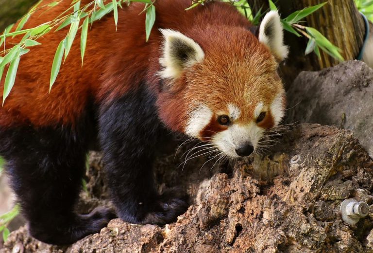 curiosidades sobre los pandas rojos