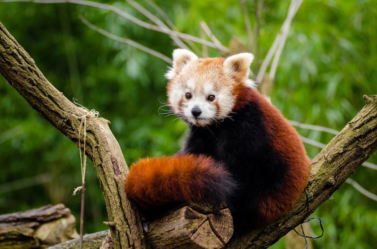 curiosidades sobre los pandas rojos