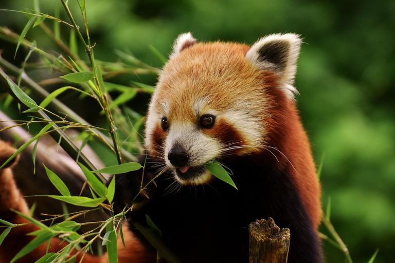 curiosidades sobre los pandas rojos