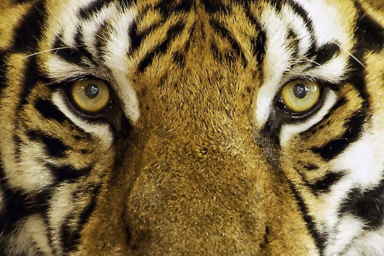 curiosidades sobre los tigres (ojos)