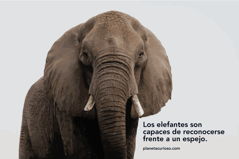 inteligencia de los animales ejemplos