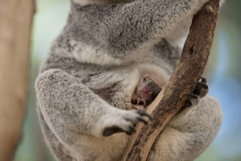 curiosidades de los koalas