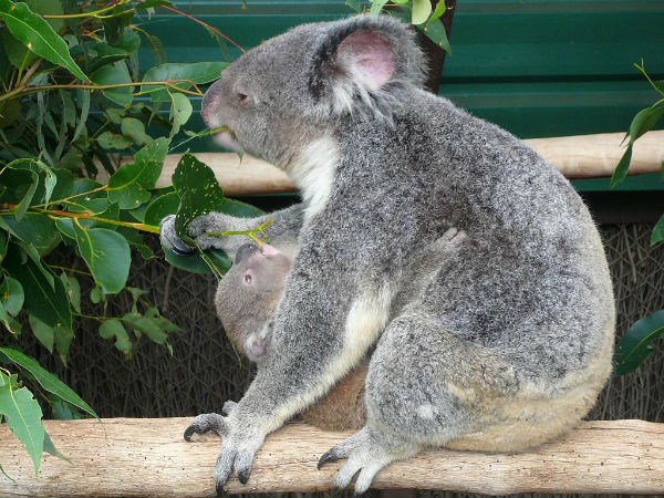 curiosidades de los koalas