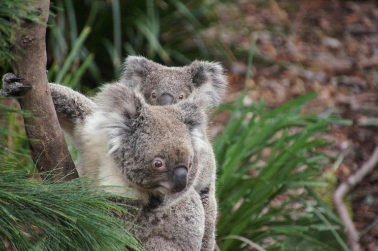 curiosidades de los koalas