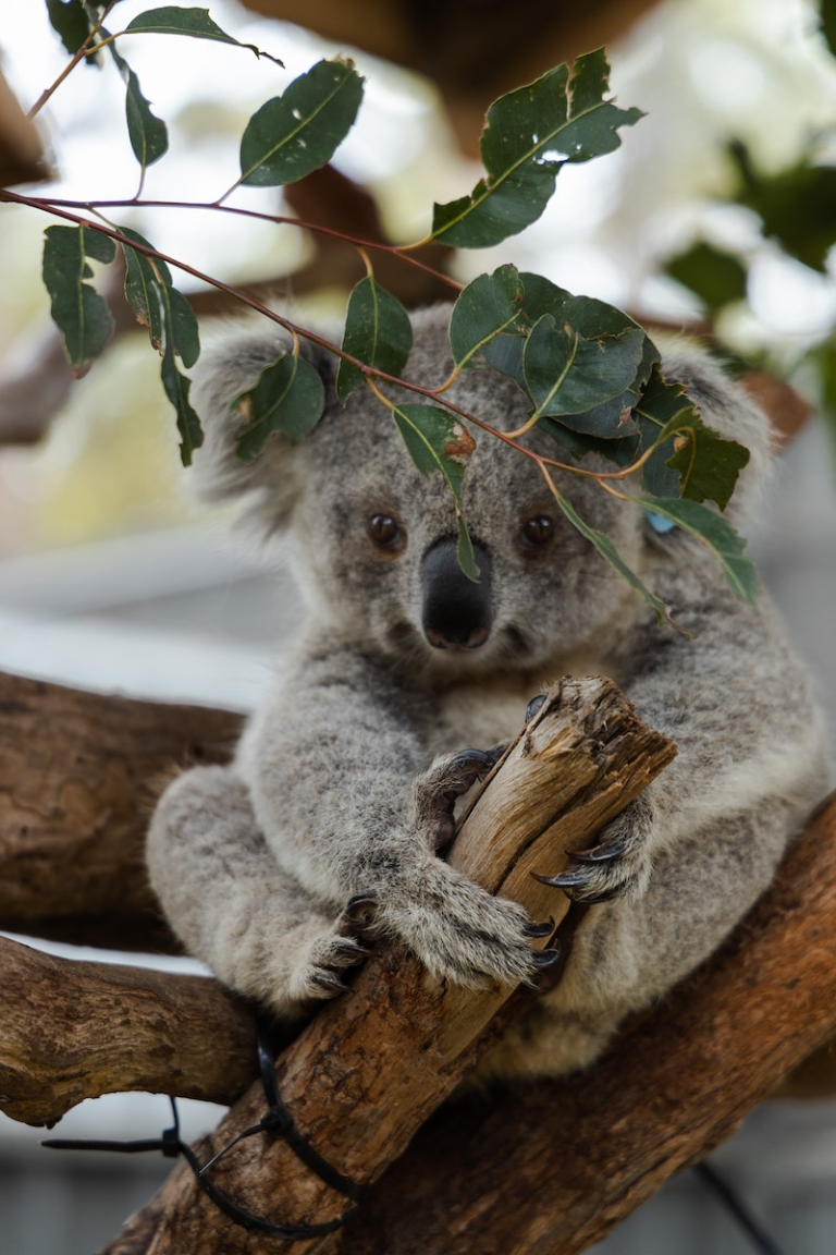 curiosidades de los koalas