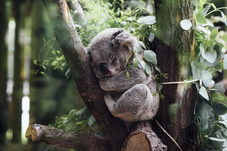 curiosidades de los koalas