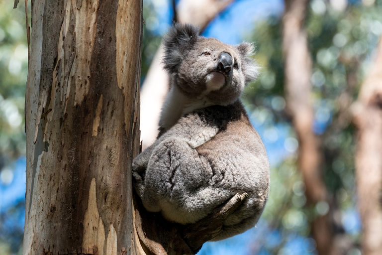 curiosidades de los koalas