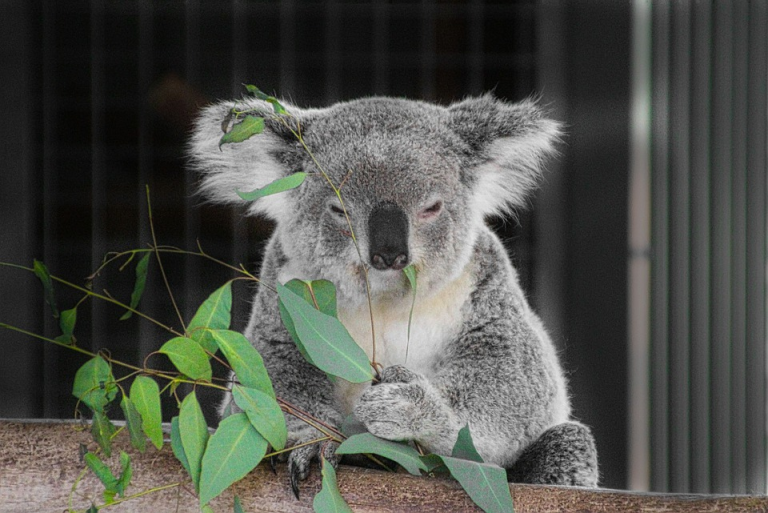 curiosidades de los koalas