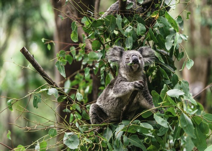 curiosidades de los koalas