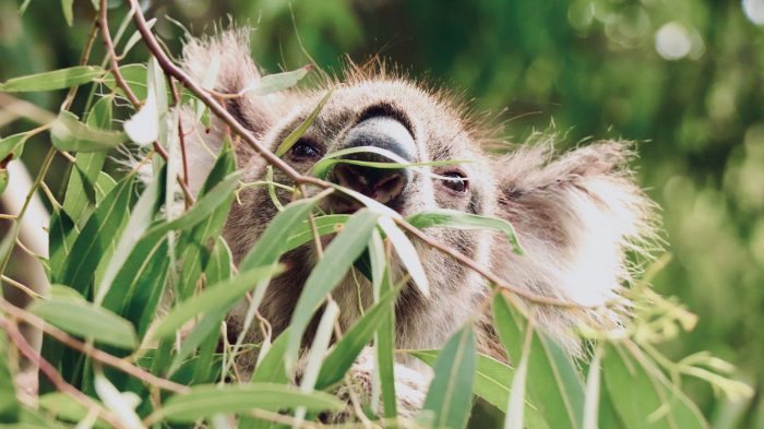 curiosidades de los koalas