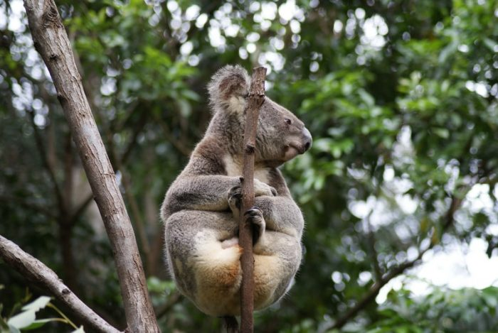 curiosidades de los koalas