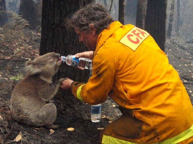 curiosidades de los koalas