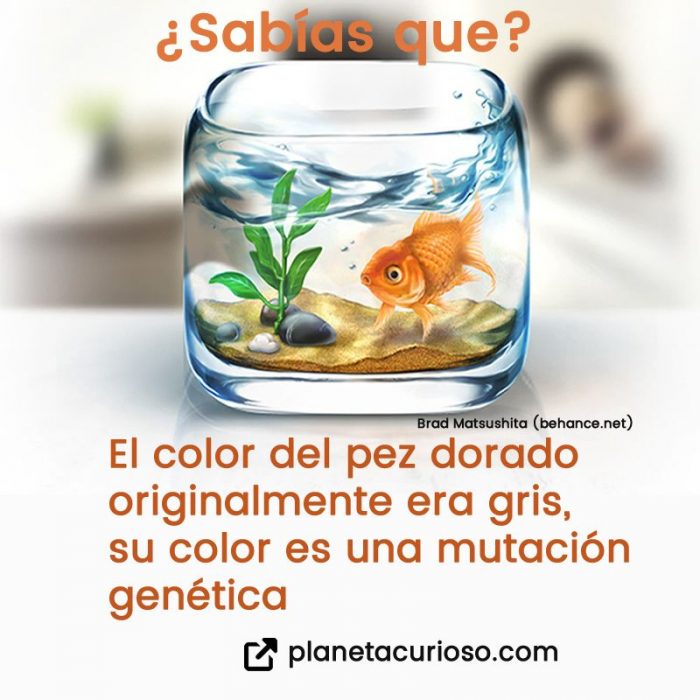 datos curiosos de animales