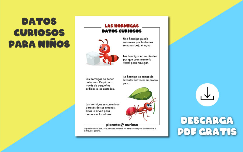 curiosidades hormigas para niños pdf