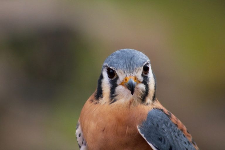 El pájaro más rápido del mundo