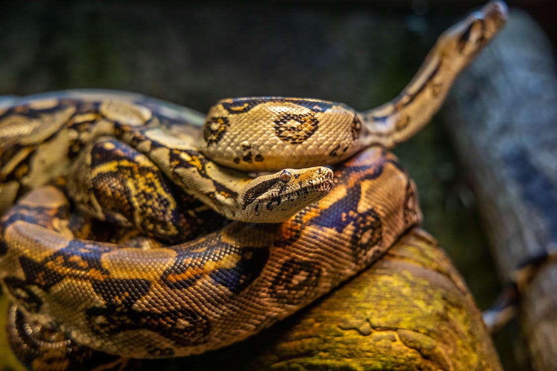 serpiente más grande mundo