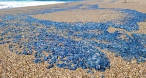 vela de mar (velella)