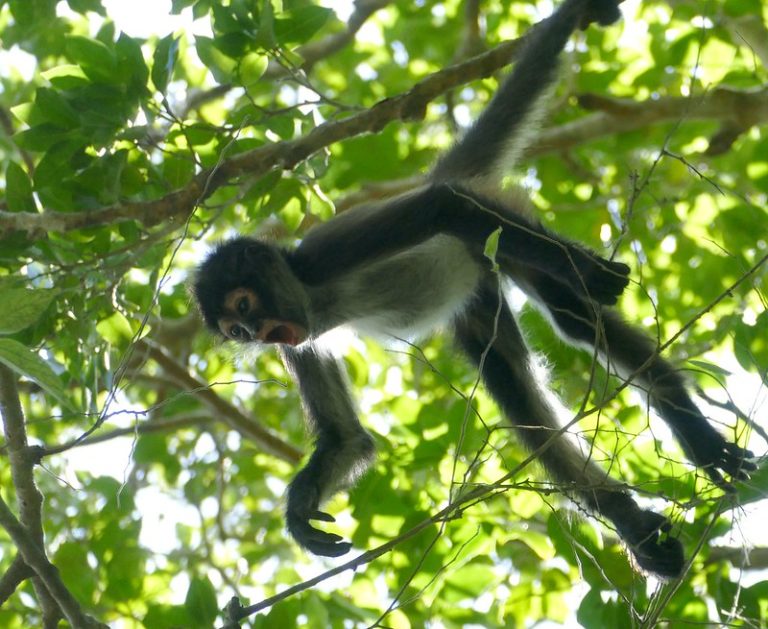 Cascadas de Agua Azul Fauna