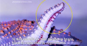 estrellas de mar curiosidades