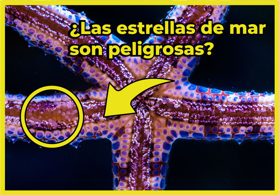 son peligrosas las estrellas de mar