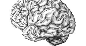 curiosidades del cerebro humano